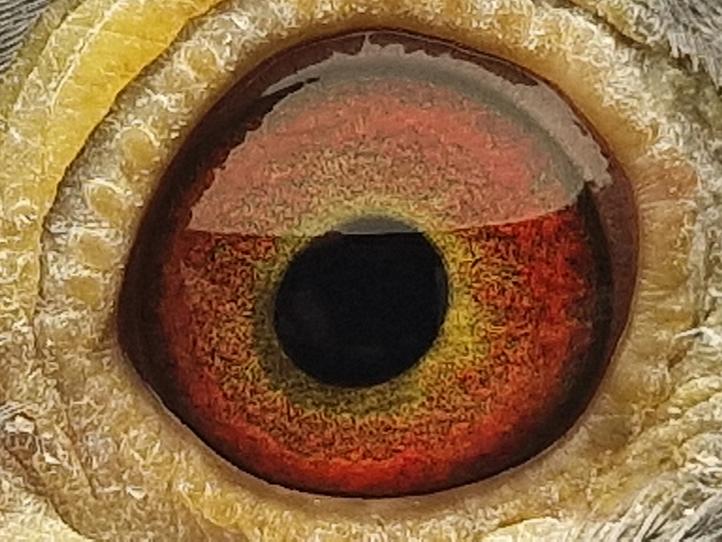 Pigeon eye